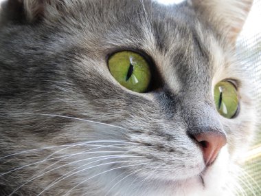 Güzel yeşil gözlü bir yerli kedi closeup.