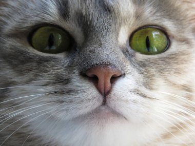Güzel yeşil gözlü bir yerli kedi closeup.