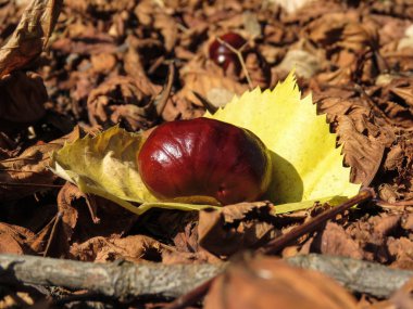 Kestane Parkı sarı yaprak üzerinde.