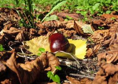 Kestane Parkı sarı yaprak üzerinde.