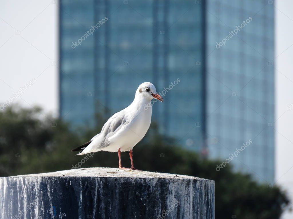 Seagull standing the marina stump with skyscraper in the background. Belgrade,Serbia.