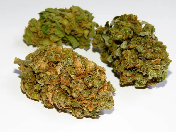 Κοντινά Πλάνα Της Ιατρικής Κάνναβης Μπαντ Ομίχλη Λεμονιού Μπουμπούκι Μαριχουάνας — Φωτογραφία Αρχείου