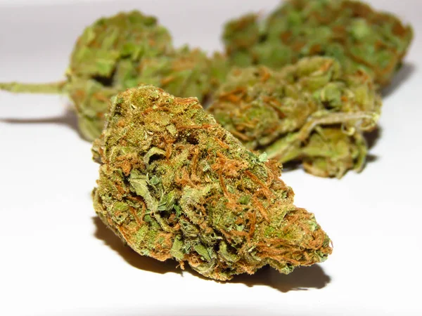 Medicinale Cannabis Knoppen Witte Achtergrond Rechtenvrije Stockfoto's