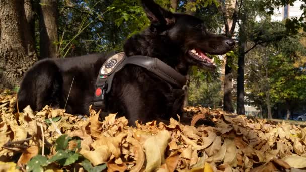 Hund Ruht Sich Auf Gelben Herbstblättern Aus — Stockvideo
