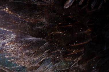 Tavuk tüyleri arka kapatmak. Orman kümes tavuk. Alan (Dof) efekti derinliğini.