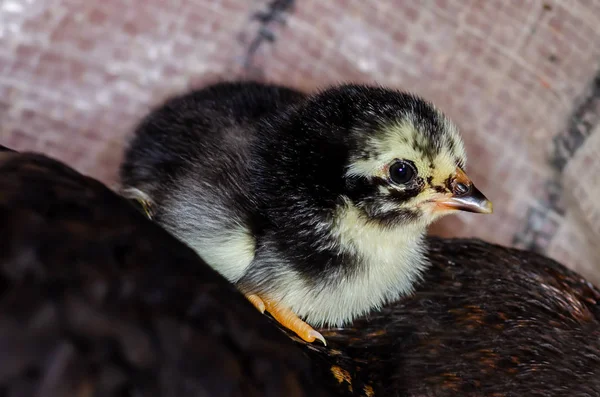 可爱的 Junglefowl 小鸡在巢里 新生小鸡 — 图库照片