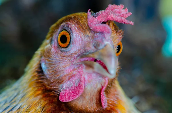 Fechar Jungle Fowl Frango — Fotografia de Stock