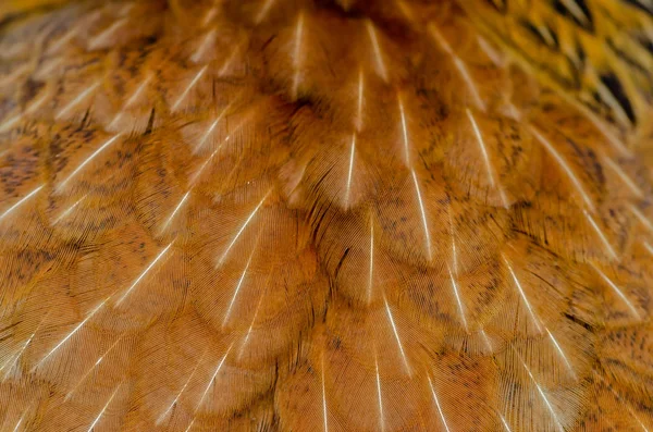 鶏羽背景を閉じます 野鶏鶏 Dof 電界効果の深さ — ストック写真