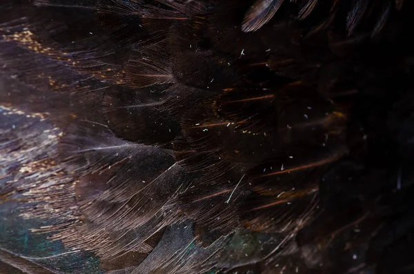 Tavuk tüyleri arka kapatmak. Orman kümes tavuk. Alan (Dof) efekti derinliğini.