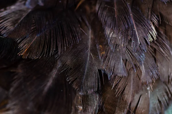 Tavuk tüyleri arka kapatmak. Orman kümes tavuk. Alan (Dof) efekti derinliğini.