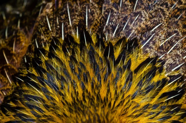 Feche Fundo Penas Frango Galinha Das Aves Selva Efeito Profundidade — Fotografia de Stock