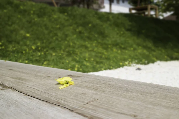 Yellow Petal Falled Wooden Bench Garden Stock Photo — Stock Photo, Image