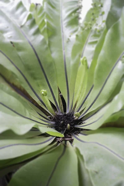 Mooie Groene Bladeren Plant Dichtbij Stock Foto — Stockfoto