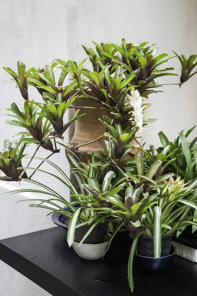 Minimal green plant pots relaxing corner, stock photo