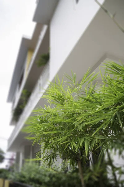 Рослина Зеленого Листя Прикрашена Магазині Стокове Фото — стокове фото