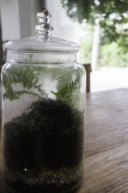 Cam terrarium, stok fotoğraf bitki