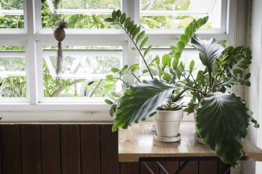 Yeşil bitki pot masada hazır fotoğraf