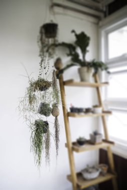 Yeşil bitki pot rafta, stok fotoğraf