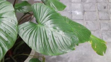 Su üzerinde yeşil yaprakları bitki, Stok görüntüleri damla