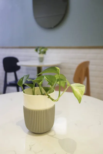 Indoor plant on coffee shop table, stock photo