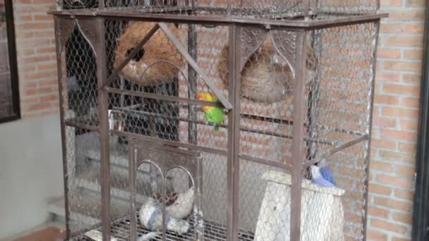 Budgerigar Animale Domestico Nella Gabbia Degli Uccelli Filmati Stock — Video Stock