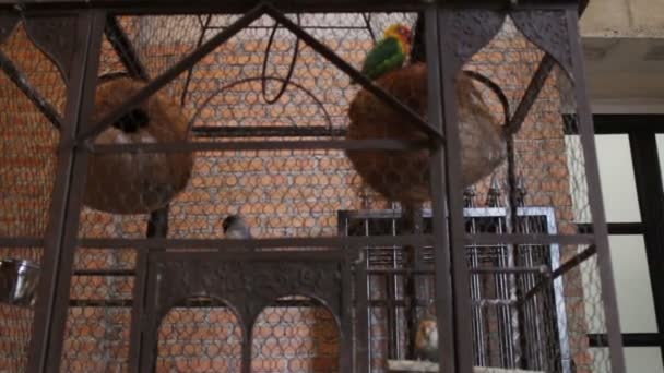 Papegaai Huisdier Vogelkooi Vervagen Achtergrond Beeldmateriaal — Stockvideo