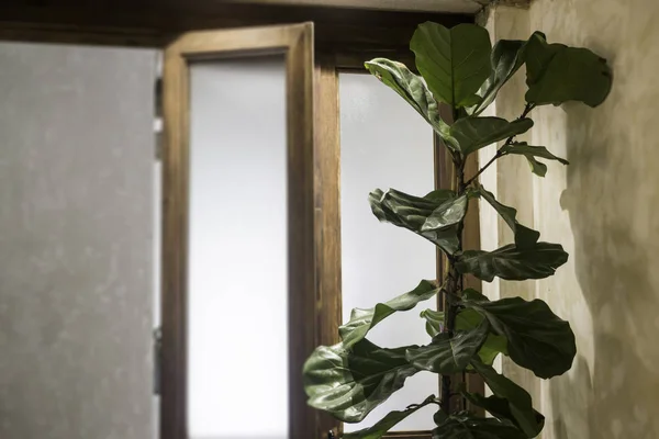 Indoor Plant Bright Living Room Stock Photo — Stock Photo, Image