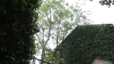 Ivy retro house, Stok görüntüleri, yeşil sahne