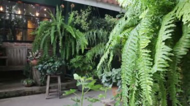 Yeşil eğreltiotu yaprakları dekore edilmiş Bahçe, stok görüntüleri