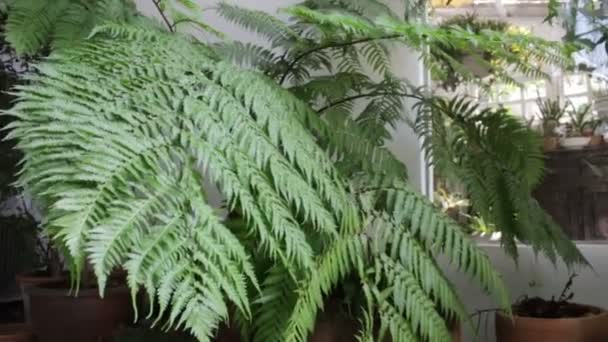 Fern Verlaat Buitenshuis Tuin Stock Footage — Stockvideo