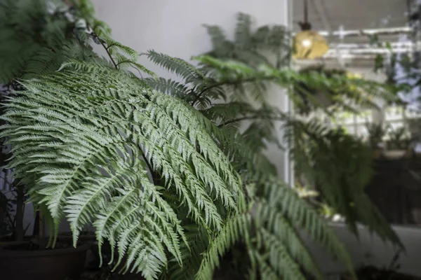 Green eco environnemental avec des plantes de fougère — Photo