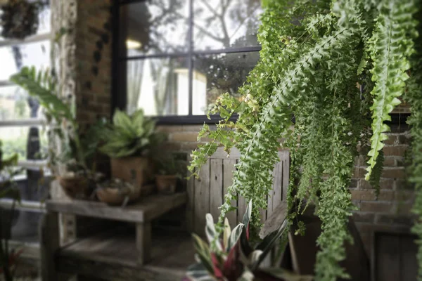 Verde eco ambiental com planta de samambaia — Fotografia de Stock