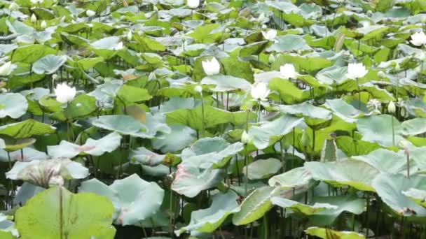 Δέντρο Λίμνης Lotus Στη Λίμνη Του Νερού Υλικό Απόθεμα — Αρχείο Βίντεο