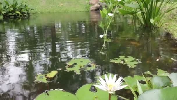Водна Квітка Лілії Невеликому Ставку Стокове Відео — стокове відео