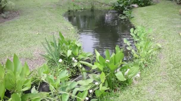 Corriente Agua Jardín Material Archivo — Vídeos de Stock