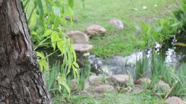 夏に緑の葉を持つ木の枝 ストック映像 — ストック動画