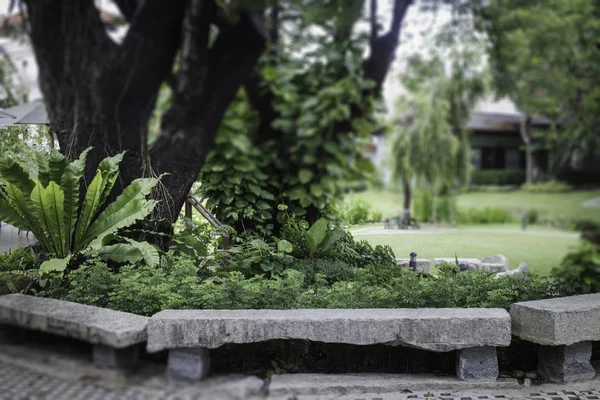 Tropikal bahçede Orman yeşil yaprakları — Stok fotoğraf