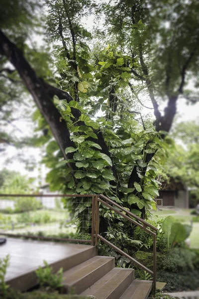 Dzsungel zöld levelek trópusi kertben — Stock Fotó
