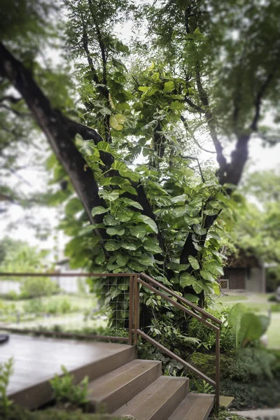 Folhas verdes da selva no jardim tropical — Fotografia de Stock