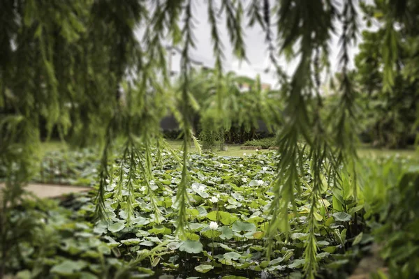 Lotusteich im Sommertagsgarten — Stockfoto