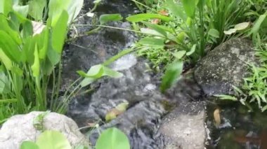 Peyzajlı oryantal bahçede bitkiler ve akarsu, stok görüntüleri