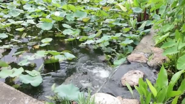 Característica Agua Cascada Jardín Que Conecta Dos Estanques Material Archivo — Vídeos de Stock