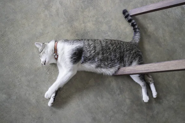 Gatto che dorme sul pavimento — Foto Stock