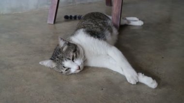  Kedi yerde gün uyku almak, stok görüntüleri