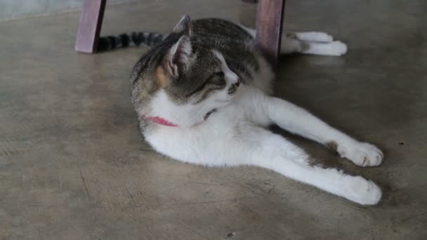 Katze Beobachtet Etwas Zwischen Mittagsschlaf Archivmaterial — Stockvideo