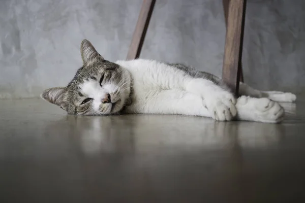 Katt sover på golvet — Stockfoto