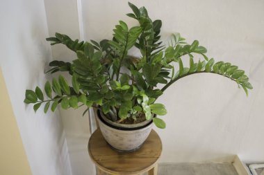 Tropikal yeşil bitki pot iç