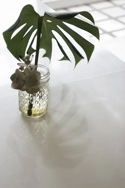 Planta verde licença em vaso acolhedor conceito interior — Fotografia de Stock