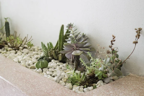 Décoration de chambre moderne avec collection de divers cactus et suc — Photo