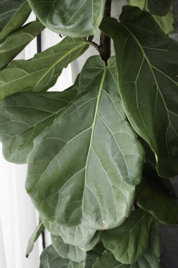 Tropikal yeşil ağaç pot iç